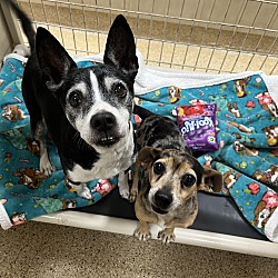 bonded pet photo