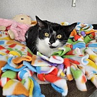 WISTERIA (BONDED WITH LOTUS) - Domestic Shorthair available for adoption