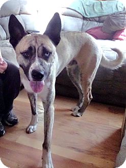 akita great dane mix akita great dane mix