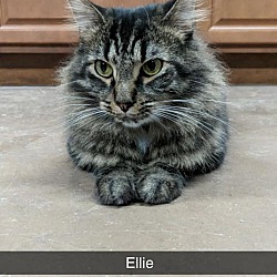 Thumbnail photo of Ellie #1
