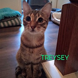 Photo of Treysey
