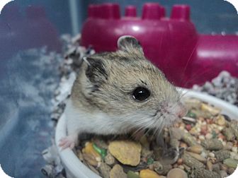 hamster adoption