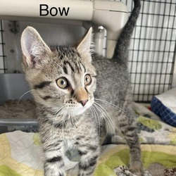 Photo of Bow