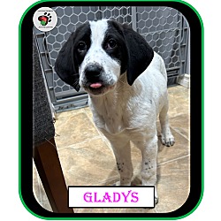 Thumbnail photo of Gladys - The "G" Litter #1