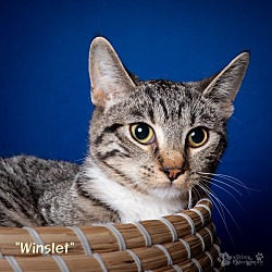 Thumbnail photo of Winslet #1