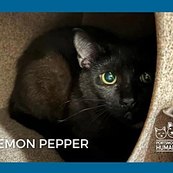Photo of Lemon Pepper *working Cat*