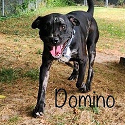 Photo of Domino