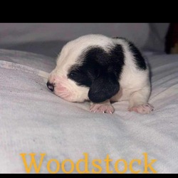 Thumbnail photo of Woodstock #1