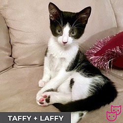 Thumbnail photo of Taffy (bonded with Laffy) #2