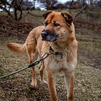 adopt-pet