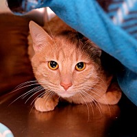 adopt a pet