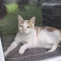 adopt-pet