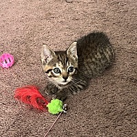 ANYA - Domestic Shorthair available for adoption