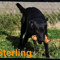 Thumbnail photo of Sterling #1