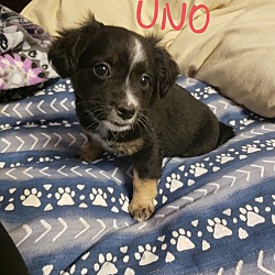 Photo of Uno- Pending Adoption 04/28