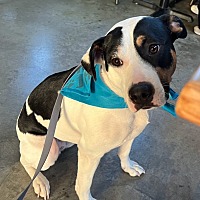 adopt a pet