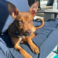 adopt a pet