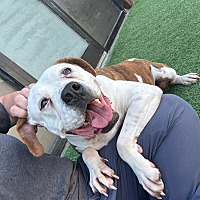 adopt a pet