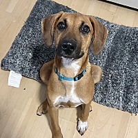 adopt a pet