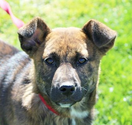 Mountain cur top german shepherd mix