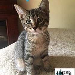 Thumbnail photo of Kelly - Adopted - Dec 2017 #2