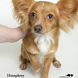 Thumbnail photo of Humphrey  (Foster Care) #4
