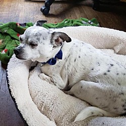 Chihuahua Puppies For Sale In Rochester Minnesota Adoptapet Com