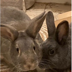 Thumbnail photo of Cocoa and Velvet #3