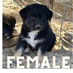 Thumbnail photo of Puppies-Ballico, CA #3