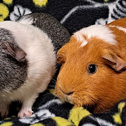 bonded pet photo