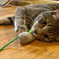 adopt a pet