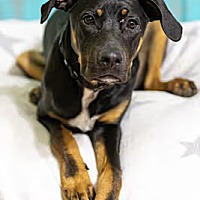 adopt-pet