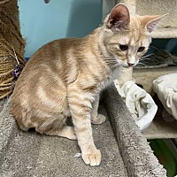 adopt-pet