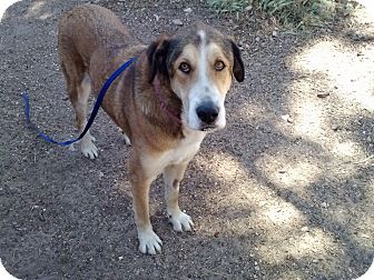 anatolian shepherd hound mix