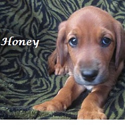 Thumbnail photo of Honey #2