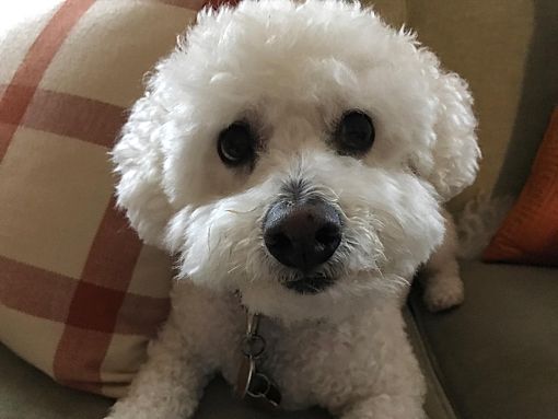 Bichon Frise Puppies For Sale New Jersey