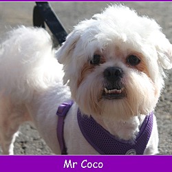 Thumbnail photo of Mr Coco #2