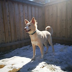 Thumbnail photo of Henwen-Indian Pariah Dog #3