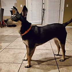 puppy luv animal rescue