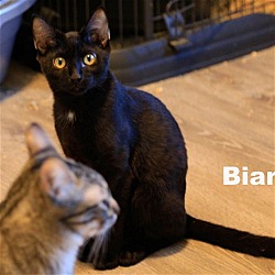 Thumbnail photo of Bianca (HM) #1