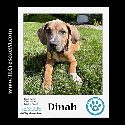 Photo of Dinah (Dreamgirls) 090923
