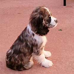 Photo of Rip