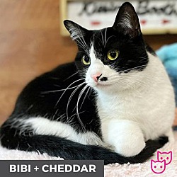 Photo of Bibi (bonded with Cheddar)