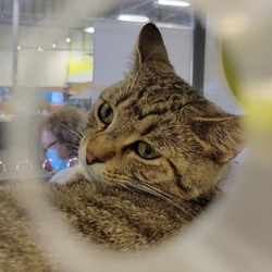 Thumbnail photo of Ozzie - handsome tabby with huge eyes #1