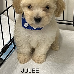 Photo of JULEE