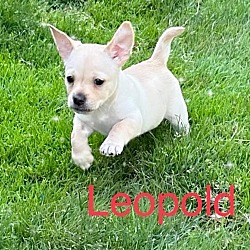 Thumbnail photo of Leopold #2