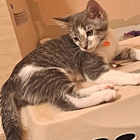 adopt a pet