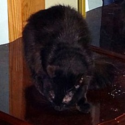 Thumbnail photo of Ceaser #2