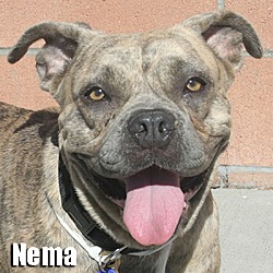 Thumbnail photo of Nema #1