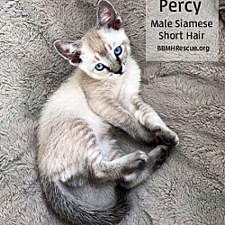 Thumbnail photo of Percy #2